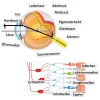 Auge und Sehvorgang, magnetisch, 32-tlg.