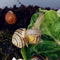 Beobachtungs-Set "Schnecken", 5-tlg.