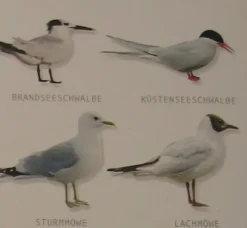 Bestimmungstafel A5 "Seevögel"