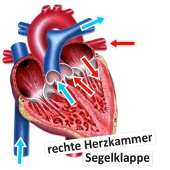 Das Herz von innen und außen, magnetisch, 26-tlg.