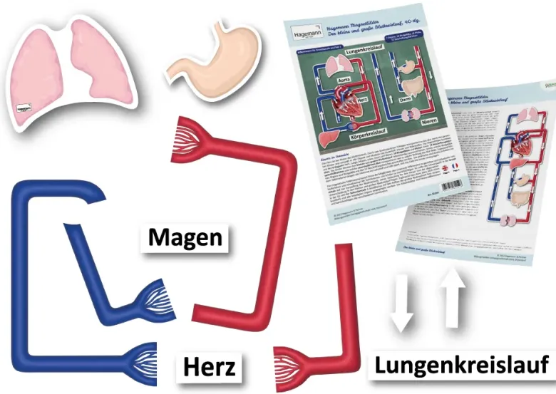 Der kleine und der große Blutkreislauf, magnetisch, 40-tlg.