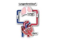 Der kleine und der große Blutkreislauf, magnetisch, 40-tlg.