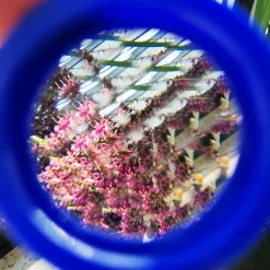 Facetten-Linse, 45 mm ø