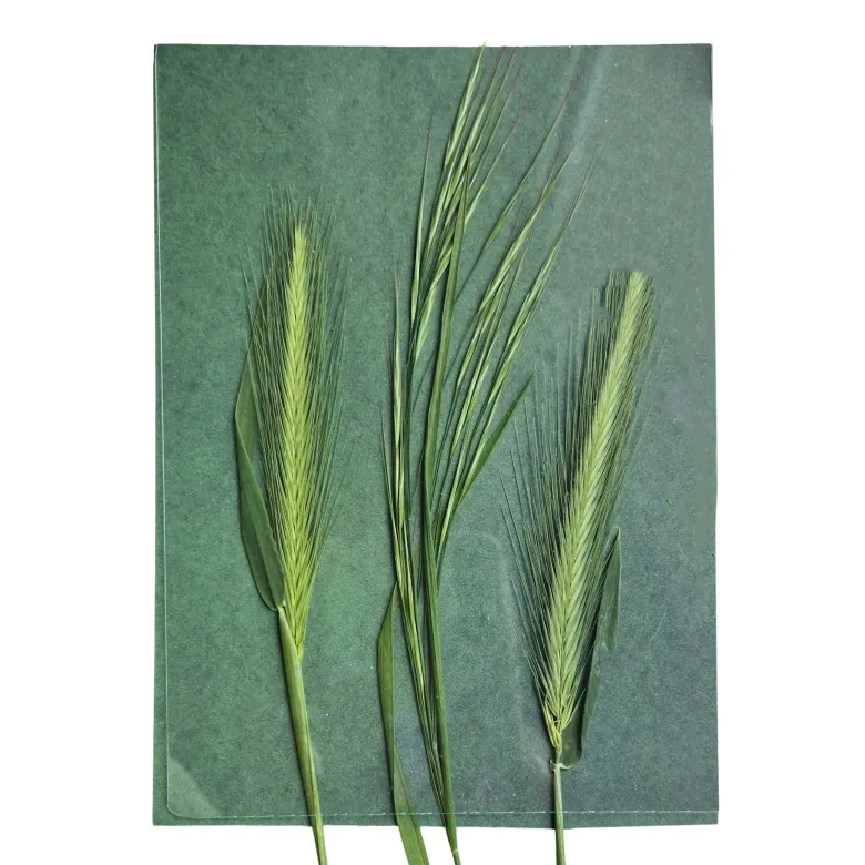 Foto-Solarpapier A5 farbig, mit Fixierscheibe, 16 Blatt