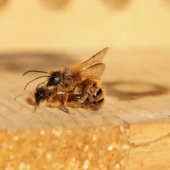 Gutschein-Set "Wildbienen", Rote Mauerbiene, 5-tlg.