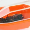Insekten-Fänger
