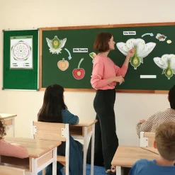 Kirschblüte: Aufbau, Bestäubung, Befruchtung, magnetisch, 31-tlg.