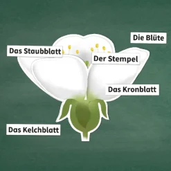 Kirschblüte: Aufbau, Bestäubung, Befruchtung, magnetisch, 31-tlg.