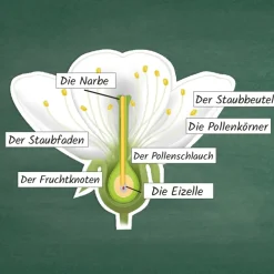 Kirschblüte: Aufbau, Bestäubung, Befruchtung, magnetisch, 31-tlg.