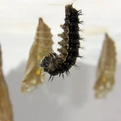 Klassen-Projektset "Schmetterlings-Zucht", 65-tlg.