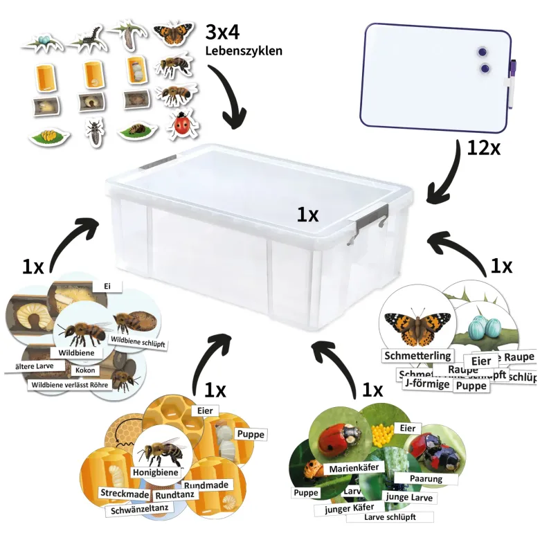 Klassenset Lebenszyklus "Schmetterlinge, Bienen & Marienkäfer", magnetisch, 100-tlg.