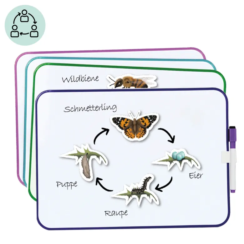 Klassenset Lebenszyklus "Schmetterlinge, Bienen & Marienkäfer", magnetisch, 100-tlg.