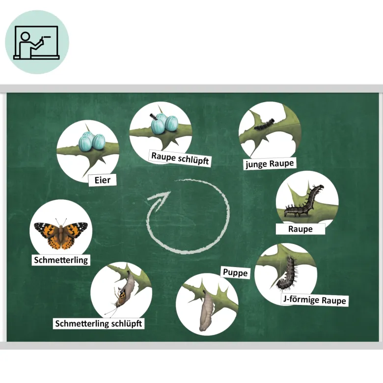 Klassenset Lebenszyklus "Schmetterlinge, Bienen & Marienkäfer", magnetisch, 100-tlg.