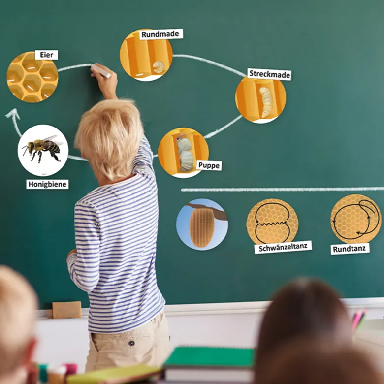 Klassenset Lebenszyklus "Schmetterlinge, Bienen & Marienkäfer", magnetisch, 100-tlg.