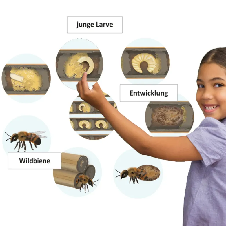 Klassenset Lebenszyklus "Schmetterlinge, Bienen & Marienkäfer", magnetisch, 100-tlg.