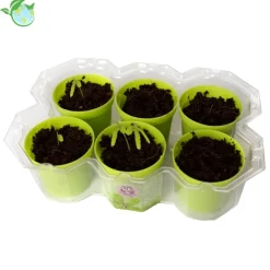 KOSMOS Zuchtset "Mimosen-Garten", 18-tlg.