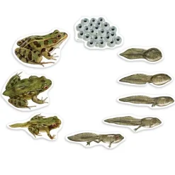 Lebenszyklus "Frosch", magnetisch, 9-tlg.