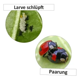Lebenszyklus "Marienkäfer", magnetisch, 16-tlg.