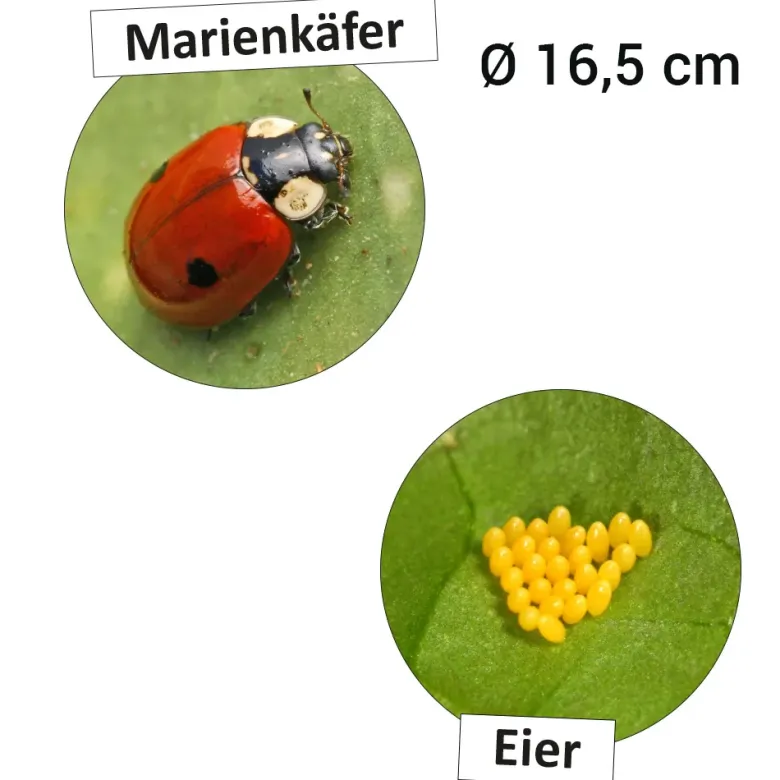 Lebenszyklus "Marienkäfer", magnetisch, 16-tlg.
