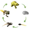 Lebenszyklus-Modell "Frosch", 5-tlg.