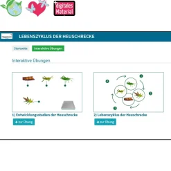 Lebenszyklus-Modell "Heuschrecke", 4-tlg.
