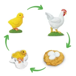 Lebenszyklus-Modell "Huhn", 4-tlg.