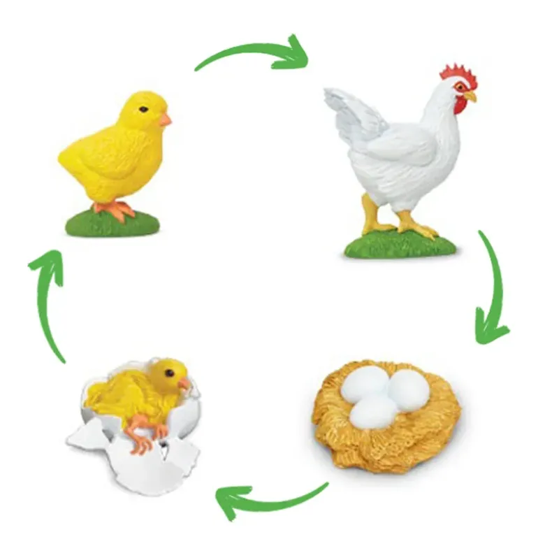 Lebenszyklus-Modell "Huhn", 4-tlg.