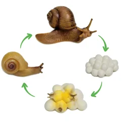 Lebenszyklus-Modell "Schnecke", 4-tlg.