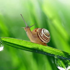 Lebenszyklus-Modell "Schnecke", 4-tlg.