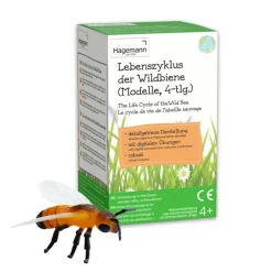 Lebenszyklus-Modell 