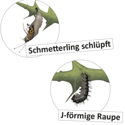 Lebenszyklus 