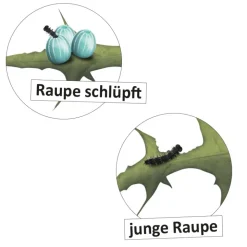 Lebenszyklus 