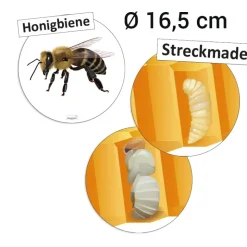 Lebenszyklus und Kommunikation "Honigbiene", magnetisch, 16-tlg.