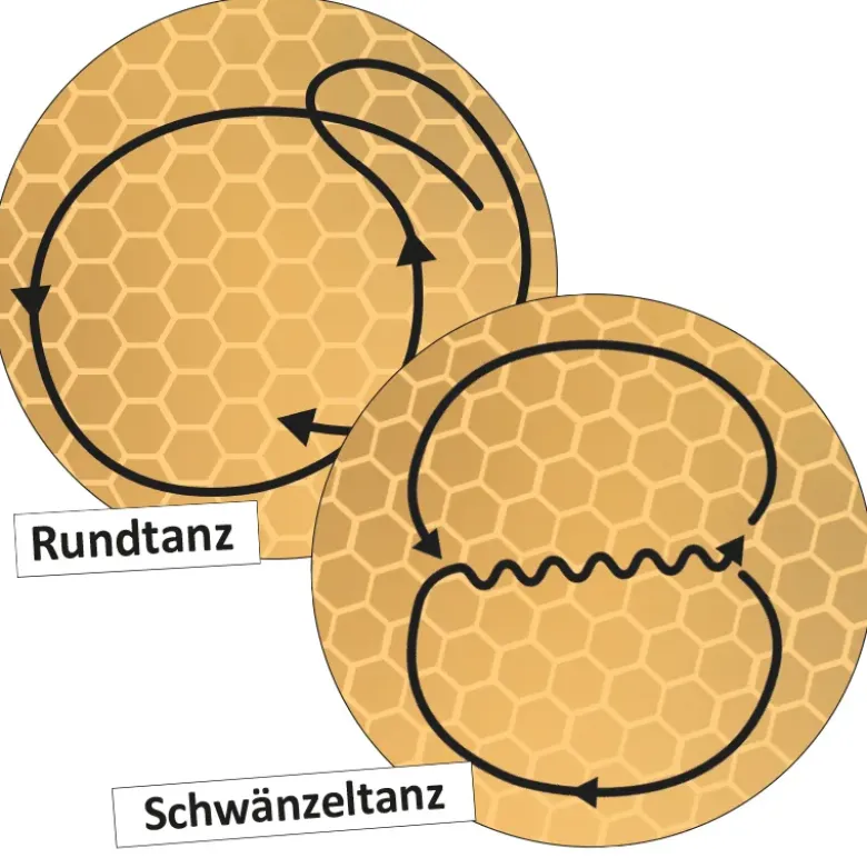 Lebenszyklus und Kommunikation "Honigbiene", magnetisch, 16-tlg.