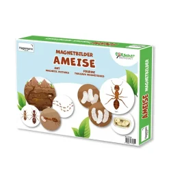 Lebenszyklus und Leben "Ameise", magnetisch, 24-tlg.