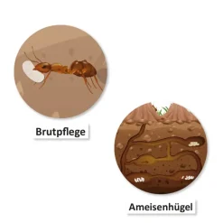 Lebenszyklus und Leben 