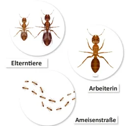 Lebenszyklus und Leben 