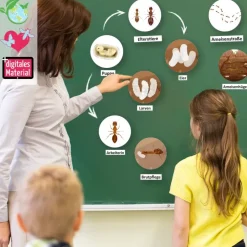 Lebenszyklus und Leben 