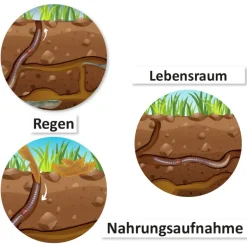 Lebenszyklus und Leben "Regenwurm", magnetisch, 24-tlg.