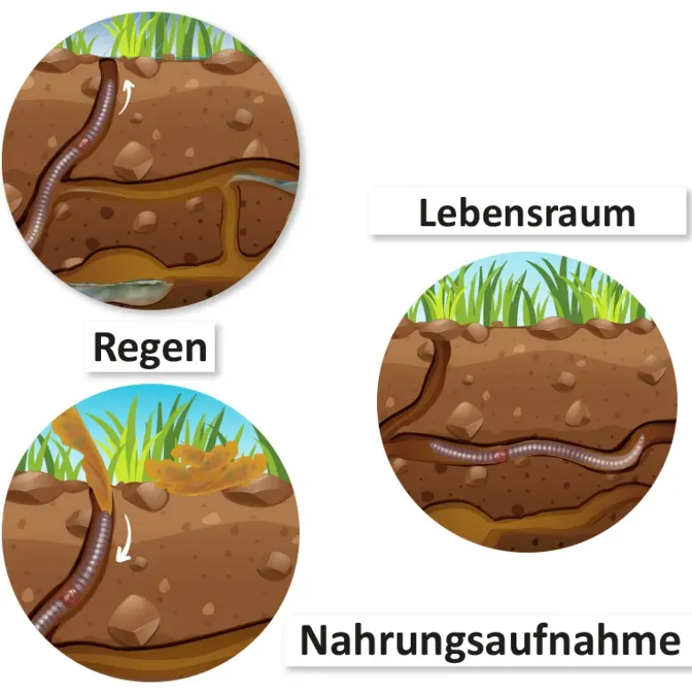 Lebenszyklus und Leben "Regenwurm", magnetisch, 24-tlg.