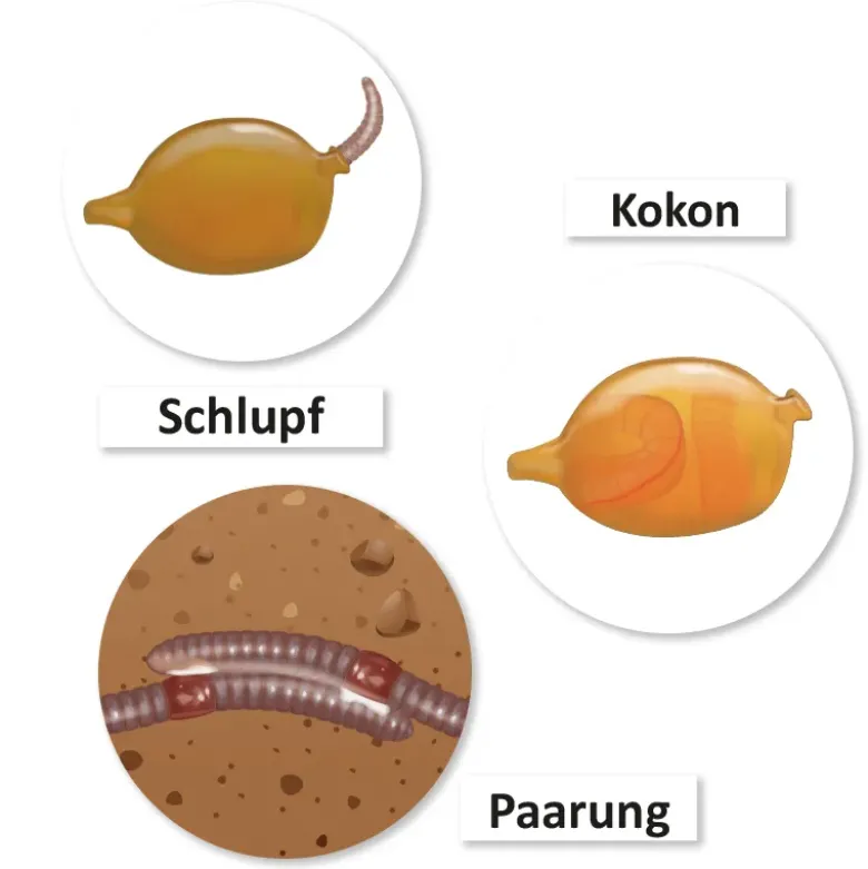 Lebenszyklus und Leben "Regenwurm", magnetisch, 24-tlg.