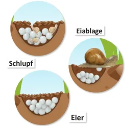 Lebenszyklus und Leben 