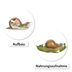 Lebenszyklus und Leben 