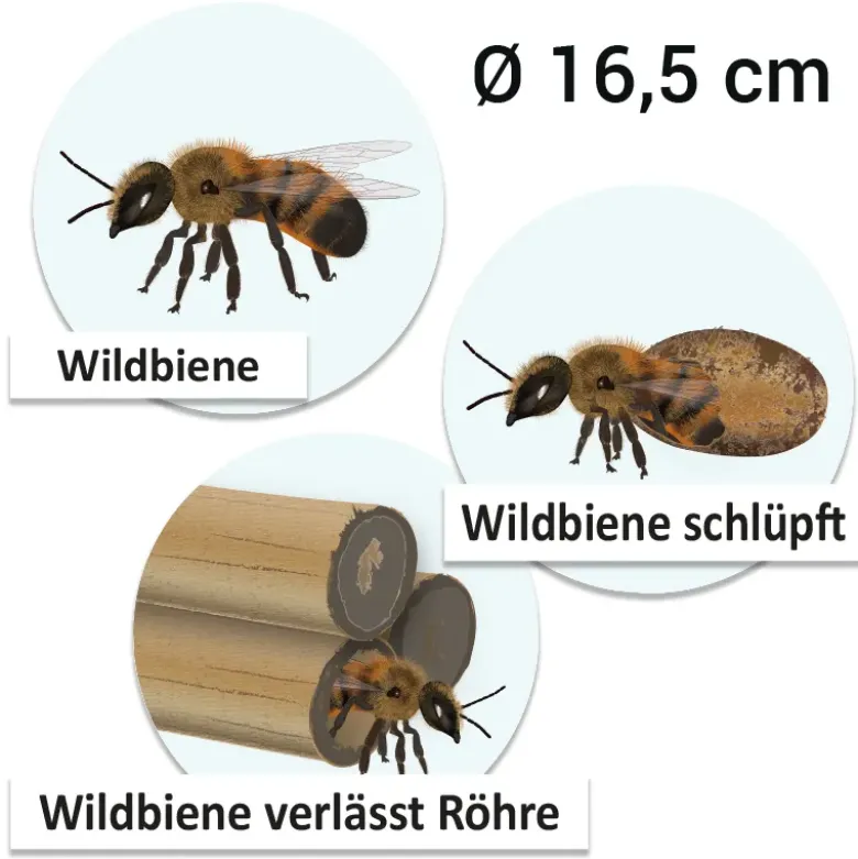 Lebenszyklus "Wildbiene", magnetisch, 16-tlg.