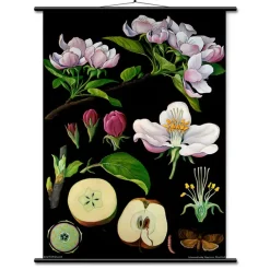 Lehrtafel Apfelbaum