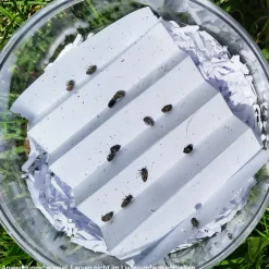 Marienkäfer-Aufzuchtvivarium aus Kunststoff, 11 cm ø