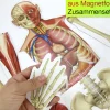 Menschlicher Körper, magnetisch, 17-tlg.