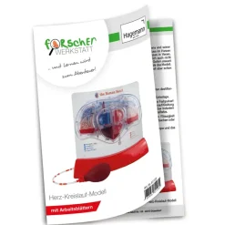 Modell "Herz-Kreislauf mit Blutfluss", 28 cm