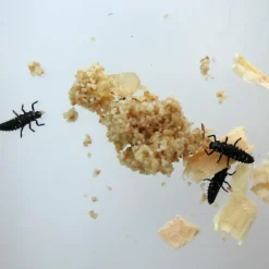 Nachbestell-Gutschein Marienkäfer-Larven, 10-15 Stück