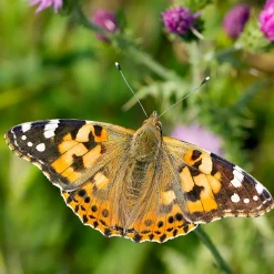 Nachbestell-Gutschein Schmetterlings-Raupen, 5 Stück